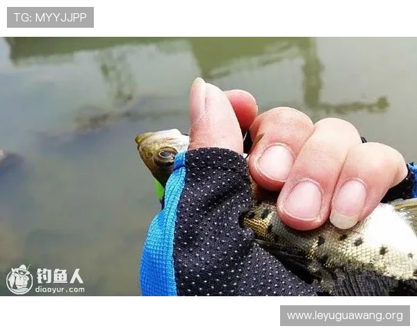 乐鱼官方入口揭秘：详细指南教你快速找到官方登录入口避免钓鱼网站